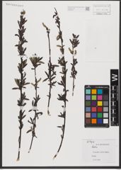 Foto von Salix L.